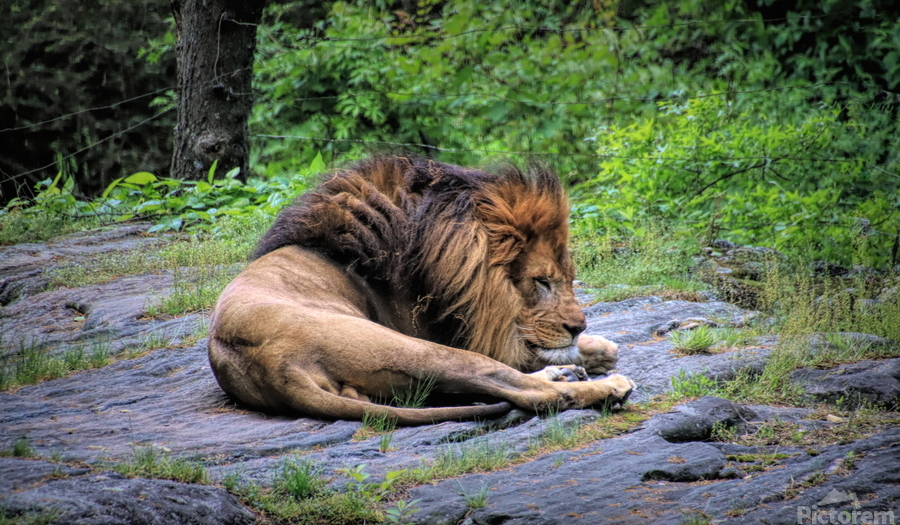 Will The Lion Sleep Tonight  Print