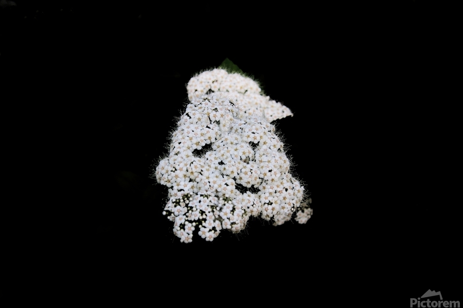 The Happy Flower  Print