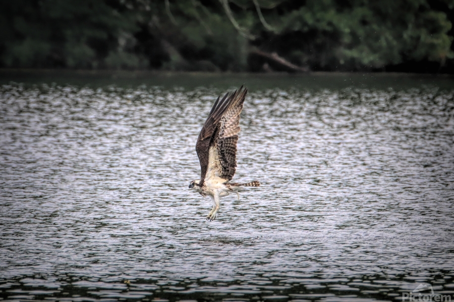 What Will The Osprey Catch  Print