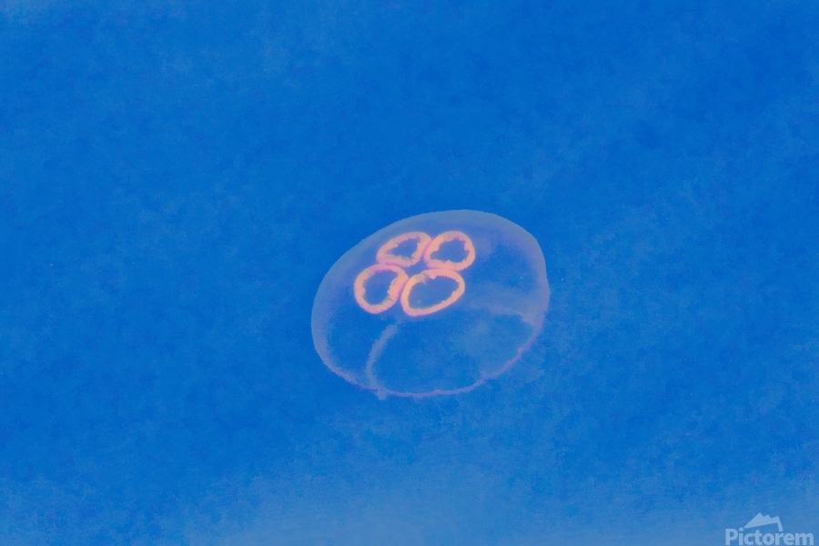 Jellyfish  Print