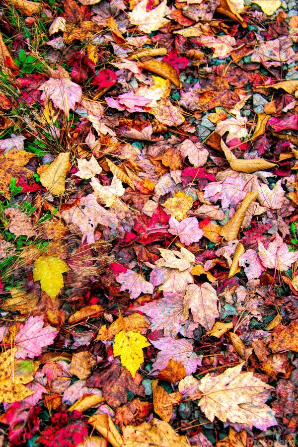 Leaves On The Neversink   Print