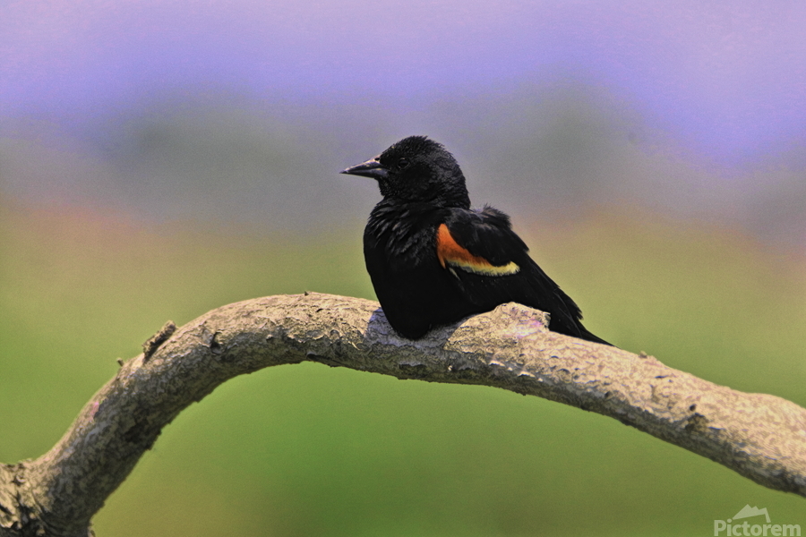 Perched Red Winged Blackbird  Print