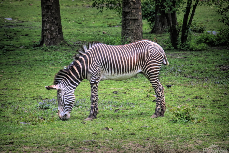 Sleeping While Standing  Imprimer