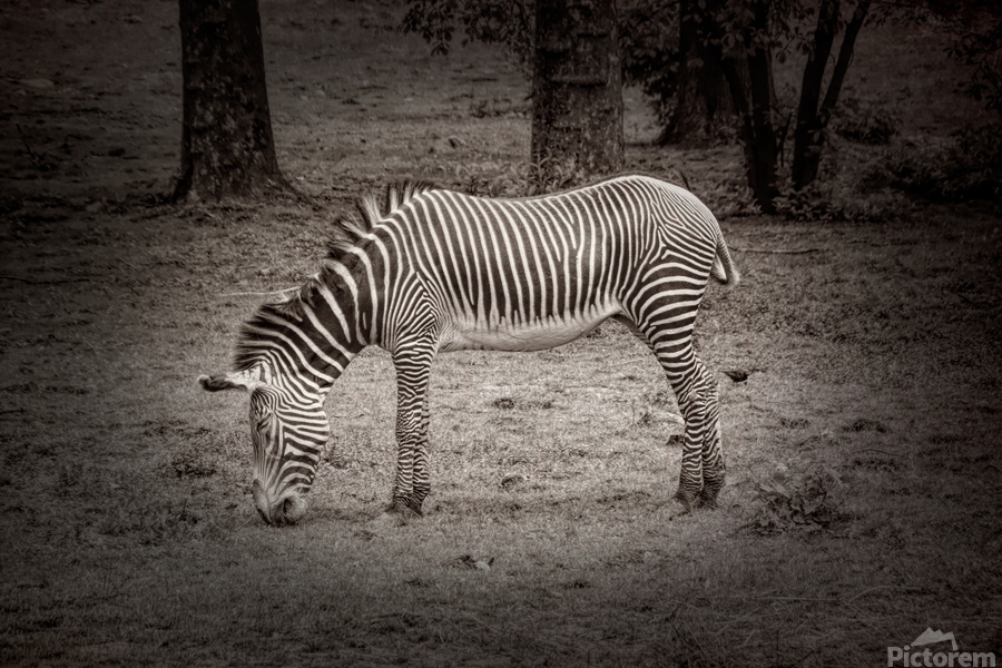 Sleeping While Standing In Black and White  Print