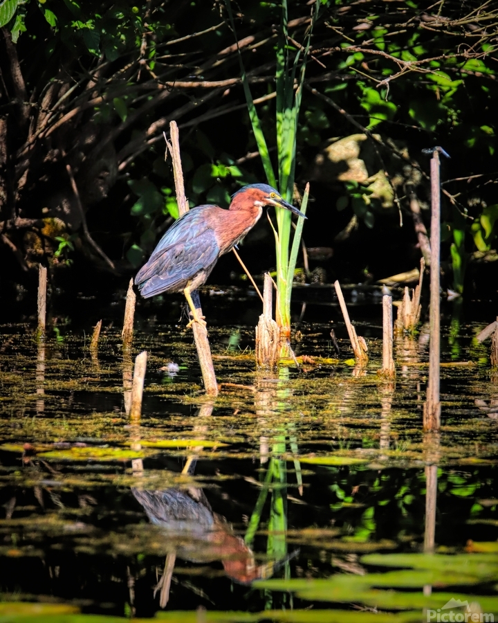 Snack On A Stick  Print