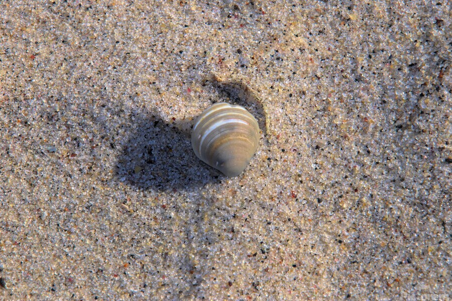 Solo Shell  Imprimer