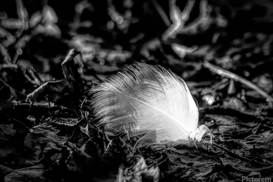 White Feather  Print