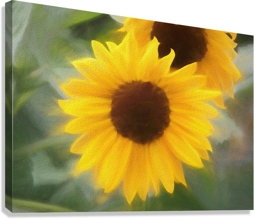 Sunflower In Chalk Canvas Print