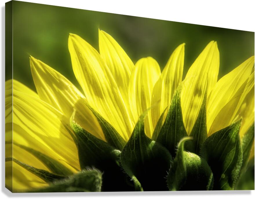 Beauty On The Back Canvas Print