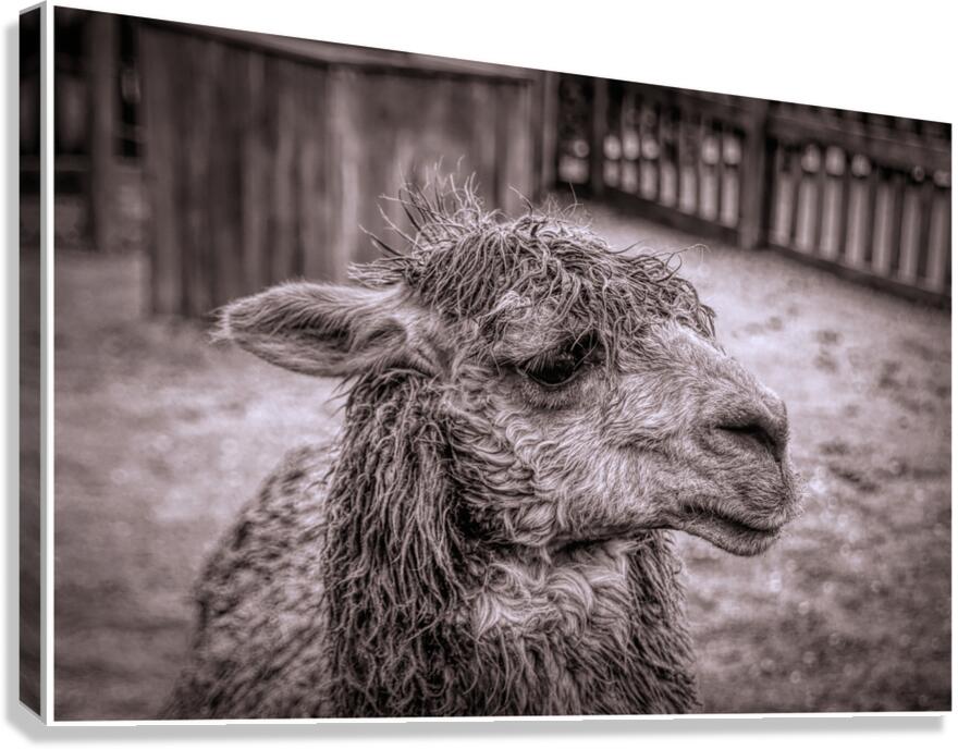 A Is For Alpaca Canvas Print