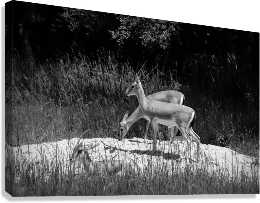 Slender Horned Gazelles In B&W Canvas Print