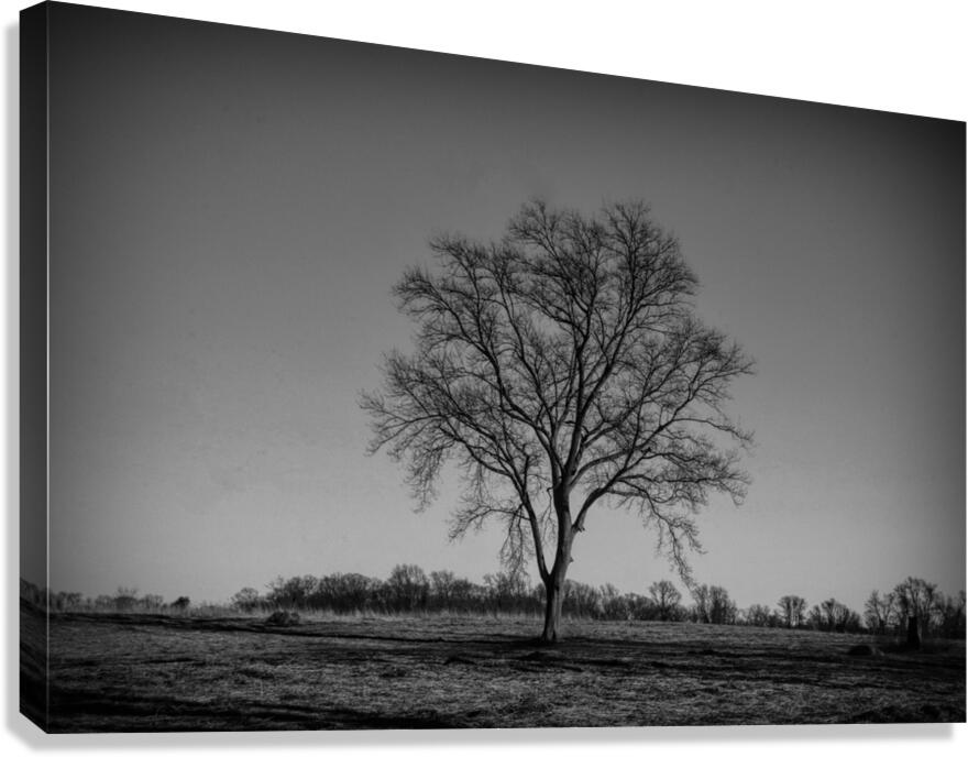 Alone In A Meadow Canvas Print
