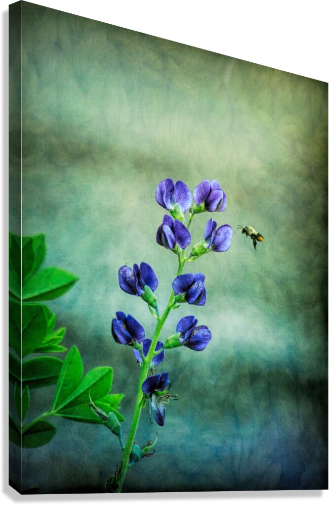 Bee Flying To A Purple Flower Canvas Print