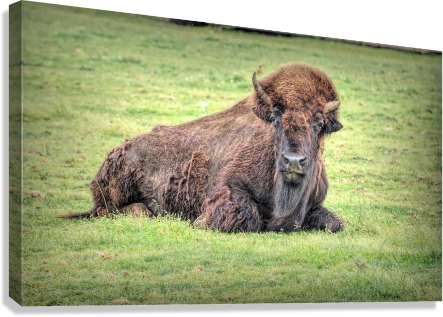 America Bison  Canvas Print