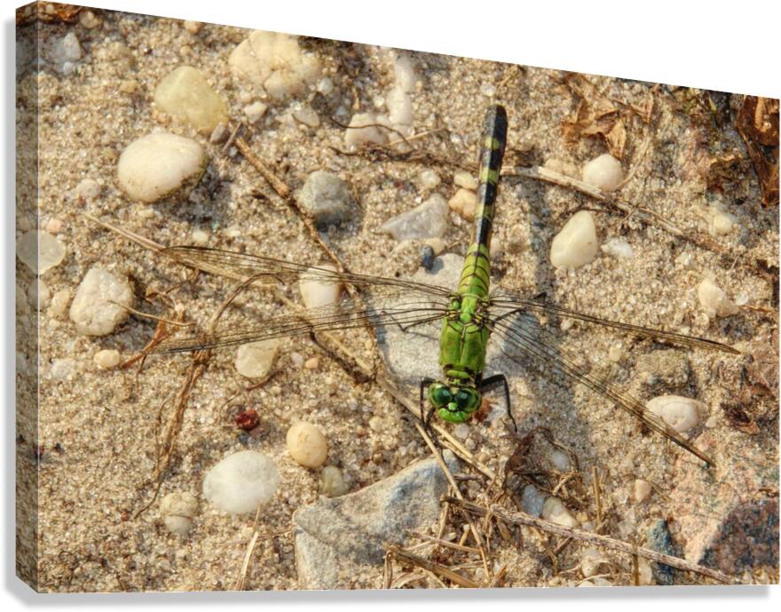 Eastern Pondhawk  Canvas Print