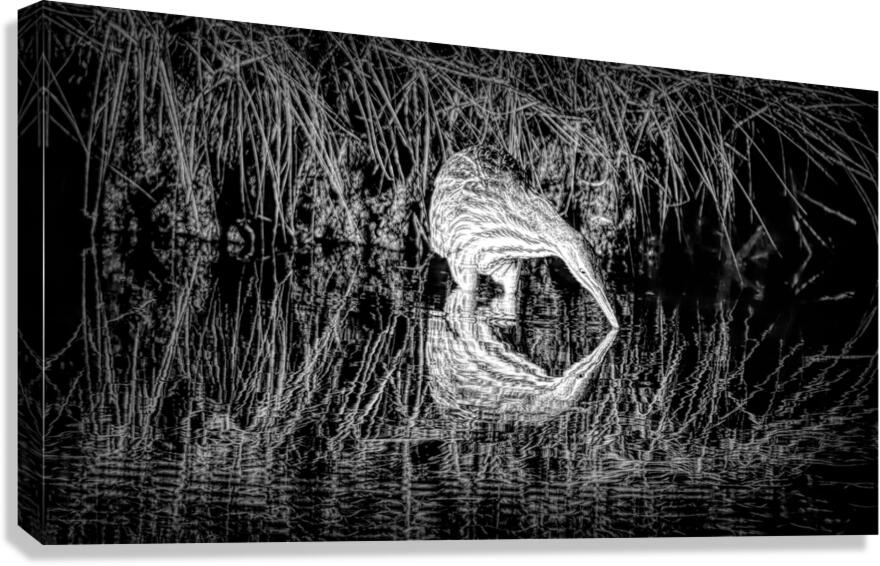 Mirror Reflection Of A Bittern Canvas Print