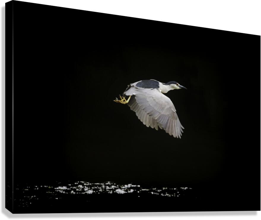 Black Crown Night Heron In Flight Canvas Print