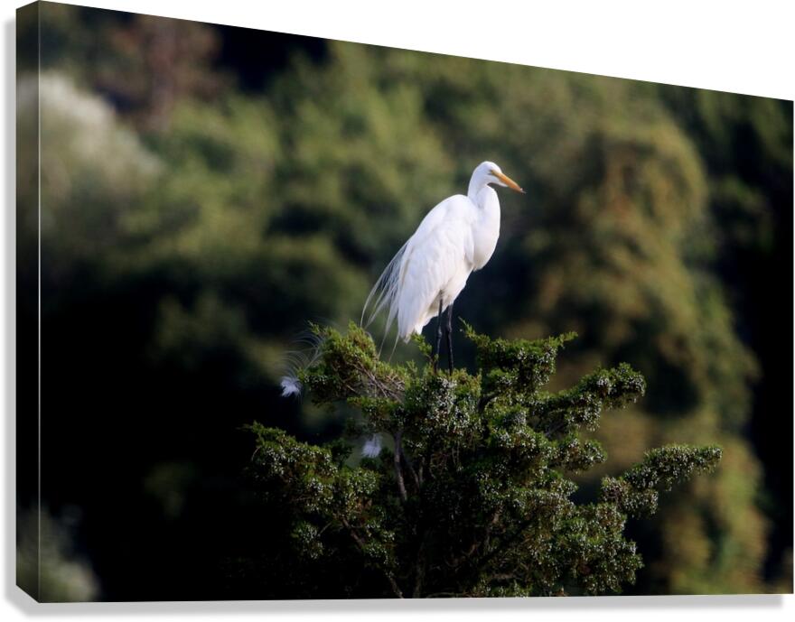 The Lookout Canvas Print