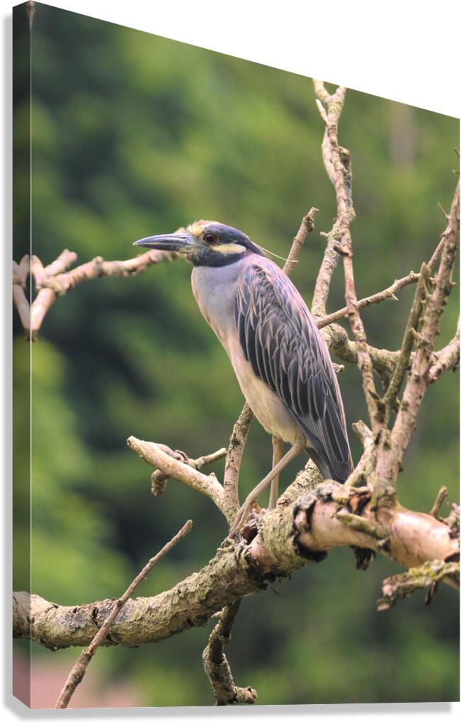 Studious Yellow Crown Canvas Print