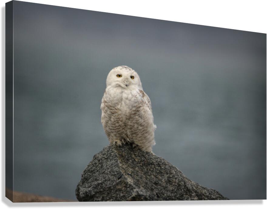 Fog and Snowy Canvas Print