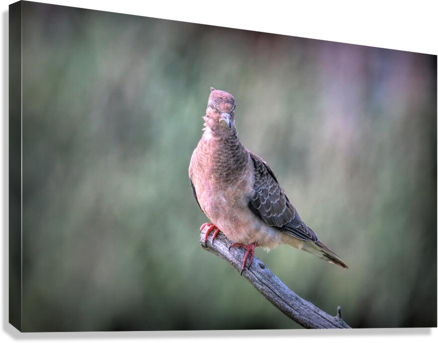 Sleeping With One Eye Open Canvas Print