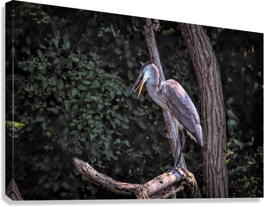 Great Blue Yawning Canvas Print