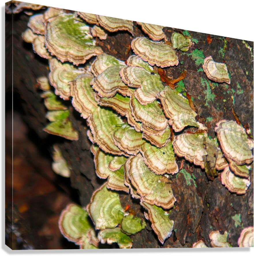 Green and White Turkey Tail  Canvas Print
