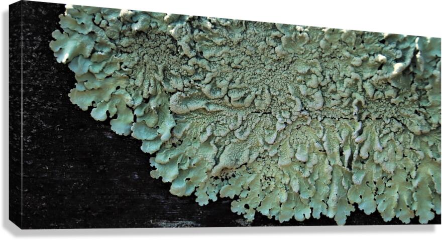 Lichen On Wood Canvas Print