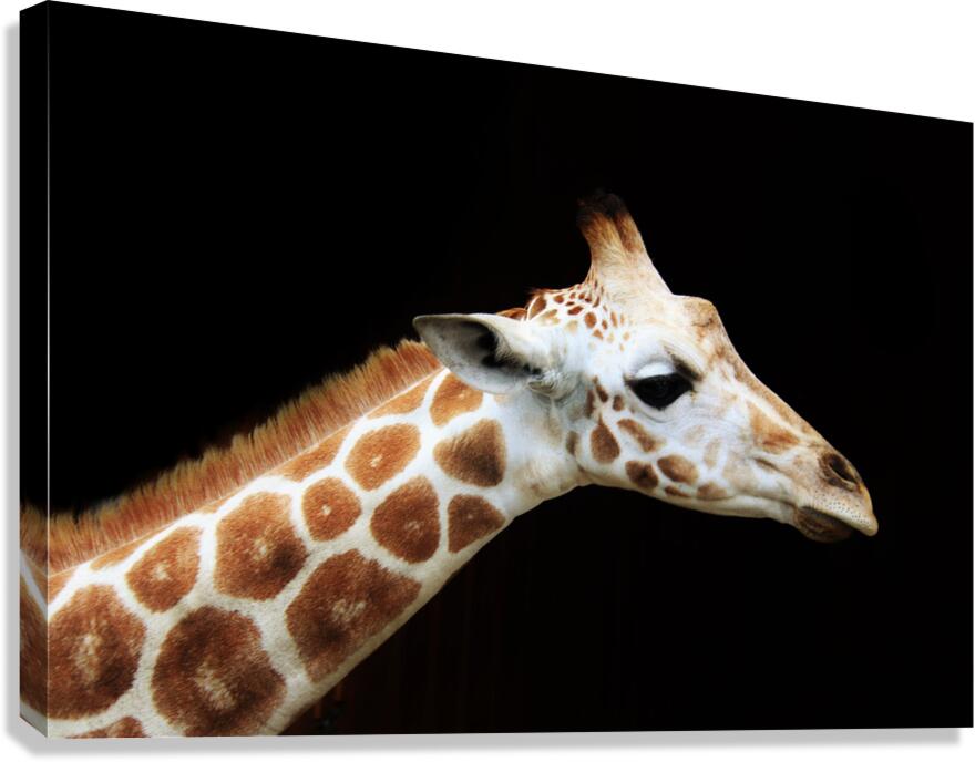 Ollie Giraffe Canvas Print