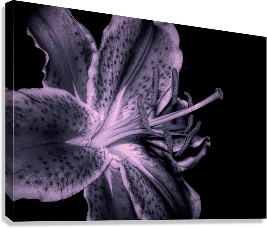Black And White Stargazer Lily  Canvas Print