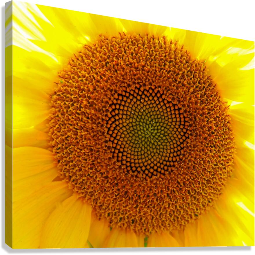 Fibonaccis Spiral  Canvas Print