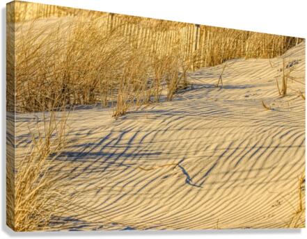 Golden Light On The Dune Canvas Print