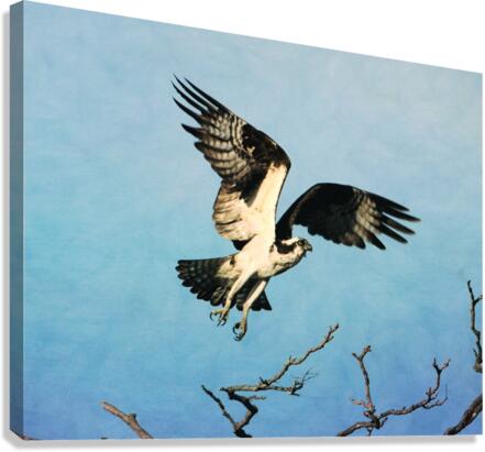 Osprey Taking Flight Canvas Print