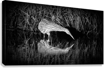 Bittern Reflection In Black and White Canvas Print