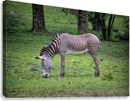 Sleeping While Standing Canvas Print
