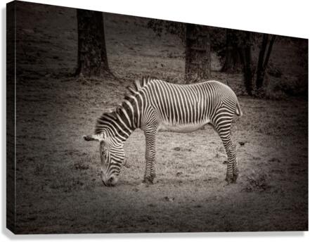 Sleeping While Standing In Black and White Canvas Print