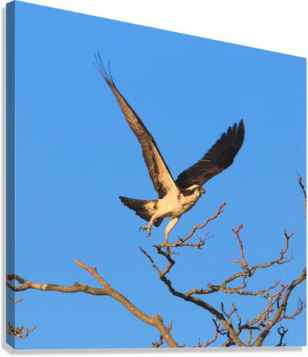 Osprey Takeoff Canvas Print