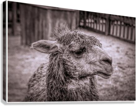 A Is For Alpaca Canvas Print