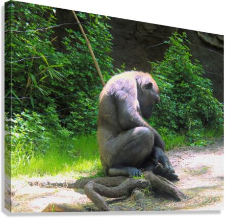 Mid Day Nap Canvas Print