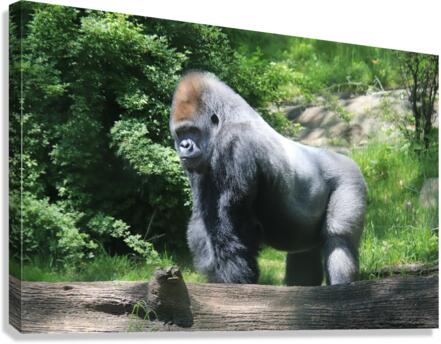 Silverback Gorilla Canvas Print