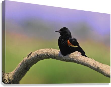 Perched Red Winged Blackbird Canvas Print