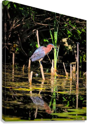 Snack On A Stick Canvas Print