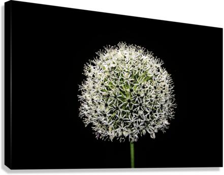 White Allium Canvas Print