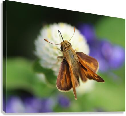 Delaware Skipper Canvas Print