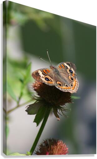 Buckeye Canvas Print
