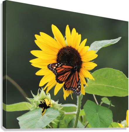 Summer Joy Canvas Print