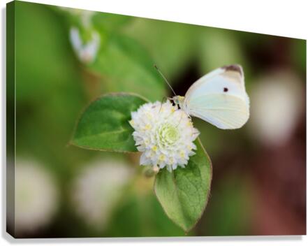 Cabbage White Butterfly On Globe Amaranth Canvas Print