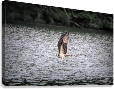 What Will The Osprey Catch Canvas Print