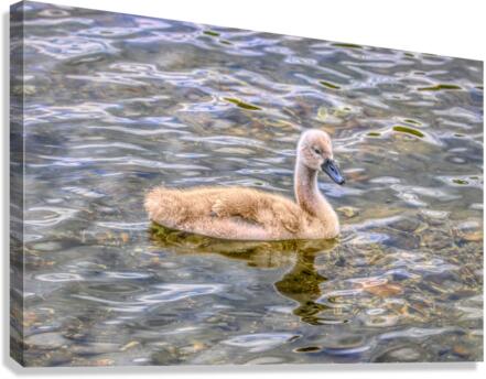 Cygnet On The Pond Canvas Print