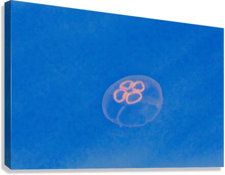 Jellyfish Canvas Print